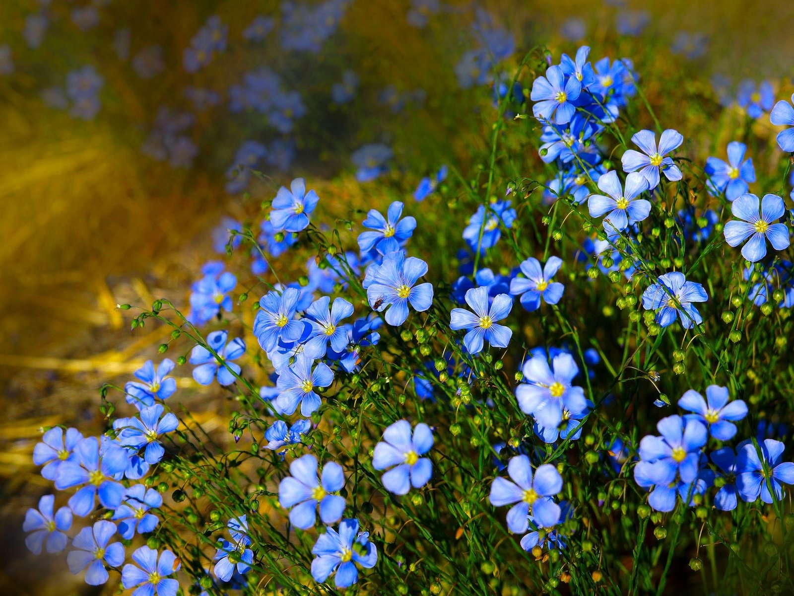 Обои цветы, природа, голубые, лен, flowers, nature, blue, len разрешение 2048x1366 Загрузить