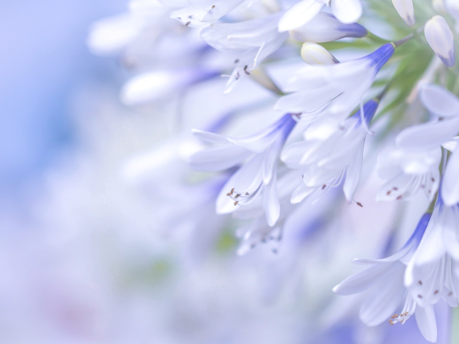 Обои цветы, макро, голубой, агапантус, flowers, macro, blue, agapanthus разрешение 2048x1365 Загрузить