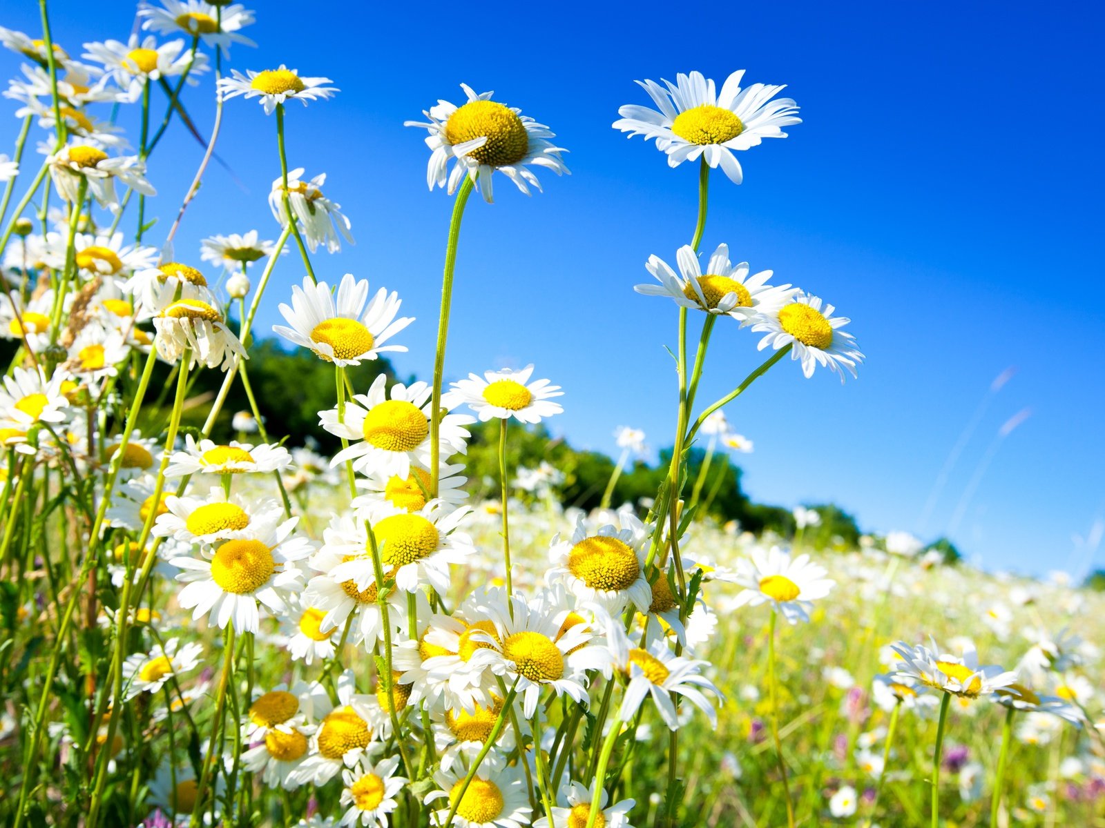 Обои небо, цветы, солнце, поле, весна, ромашки, the sky, flowers, the sun, field, spring, chamomile разрешение 5018x3345 Загрузить