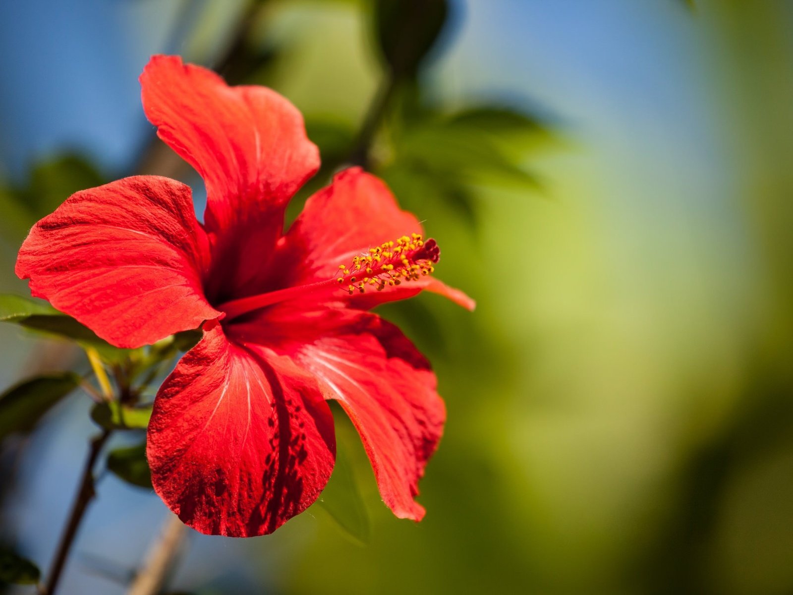 Обои макро, цветок, лепестки, боке, гибискус, macro, flower, petals, bokeh, hibiscus разрешение 2048x1365 Загрузить