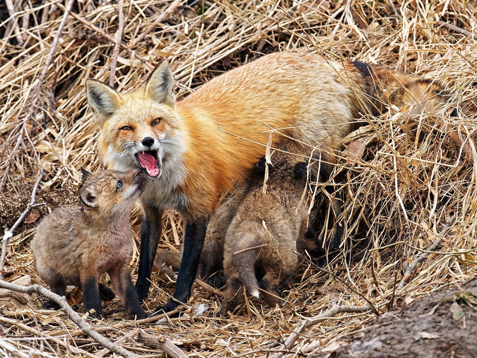 Обои природа, фон, лисица, лисята, лисы, nature, background, fox, cubs разрешение 2048x1365 Загрузить