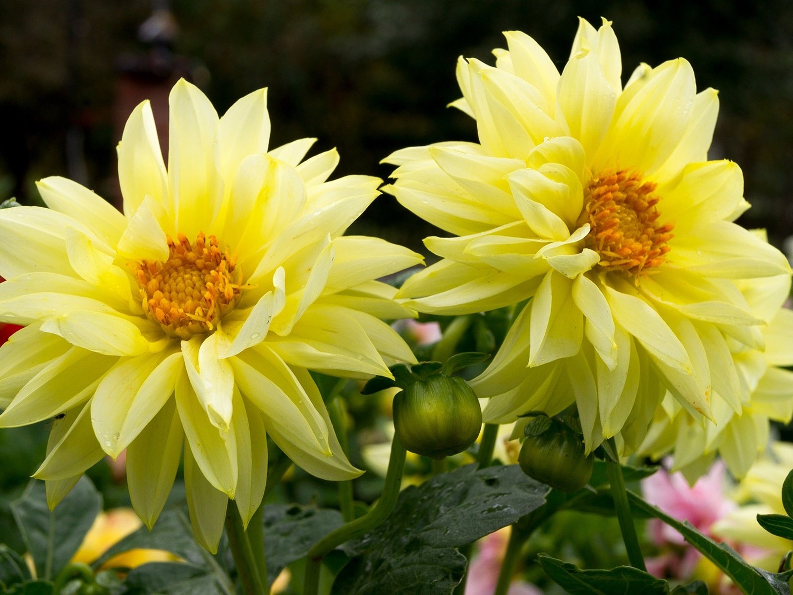 Обои цветы, макро, желтые, георгины, flowers, macro, yellow, dahlias разрешение 1920x1278 Загрузить