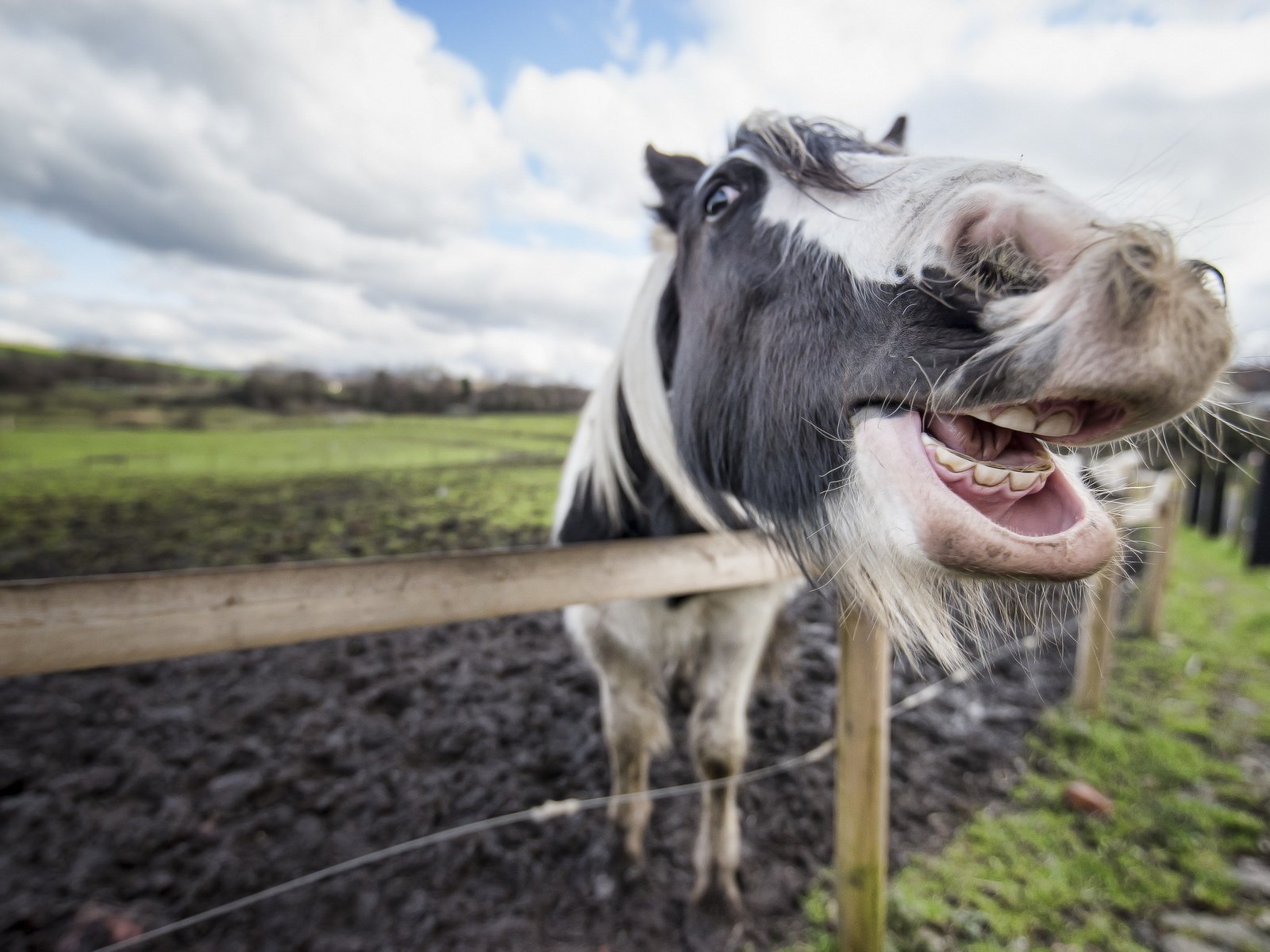 Обои морда, лошадь, зубы, конь, пасть, face, horse, teeth, mouth разрешение 2560x1709 Загрузить