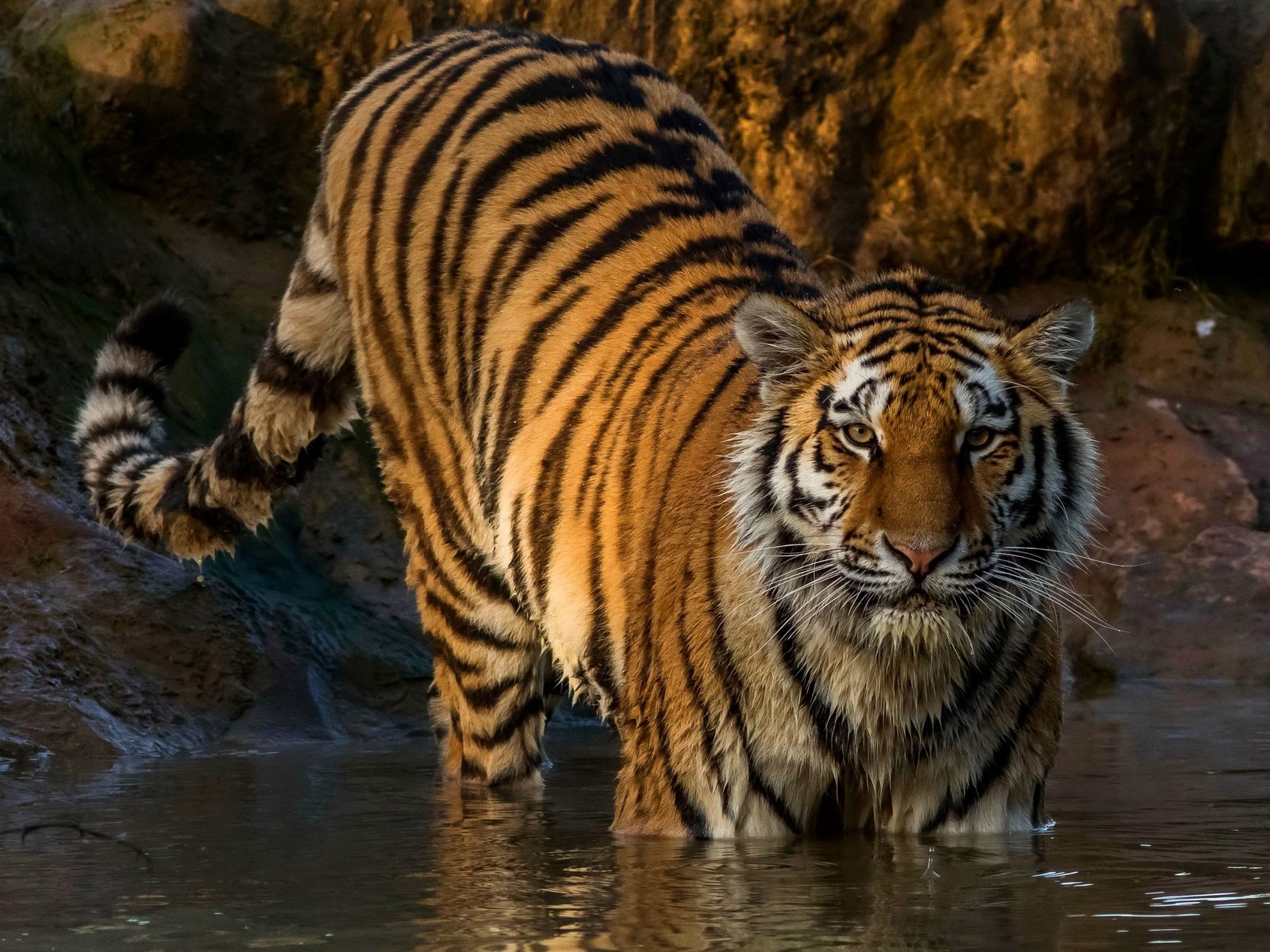 Обои тигр, хищник, полосатый, мокрый, в воде, tiger, predator, striped, wet, in the water разрешение 3200x2000 Загрузить