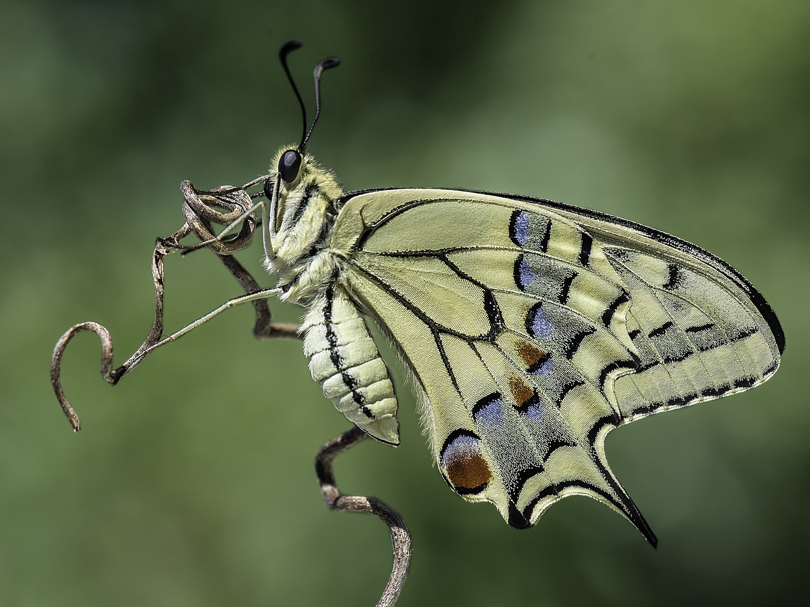 Обои природа, насекомое, фон, бабочка, davide lopresti, махаон, nature, insect, background, butterfly, swallowtail разрешение 4385x2927 Загрузить