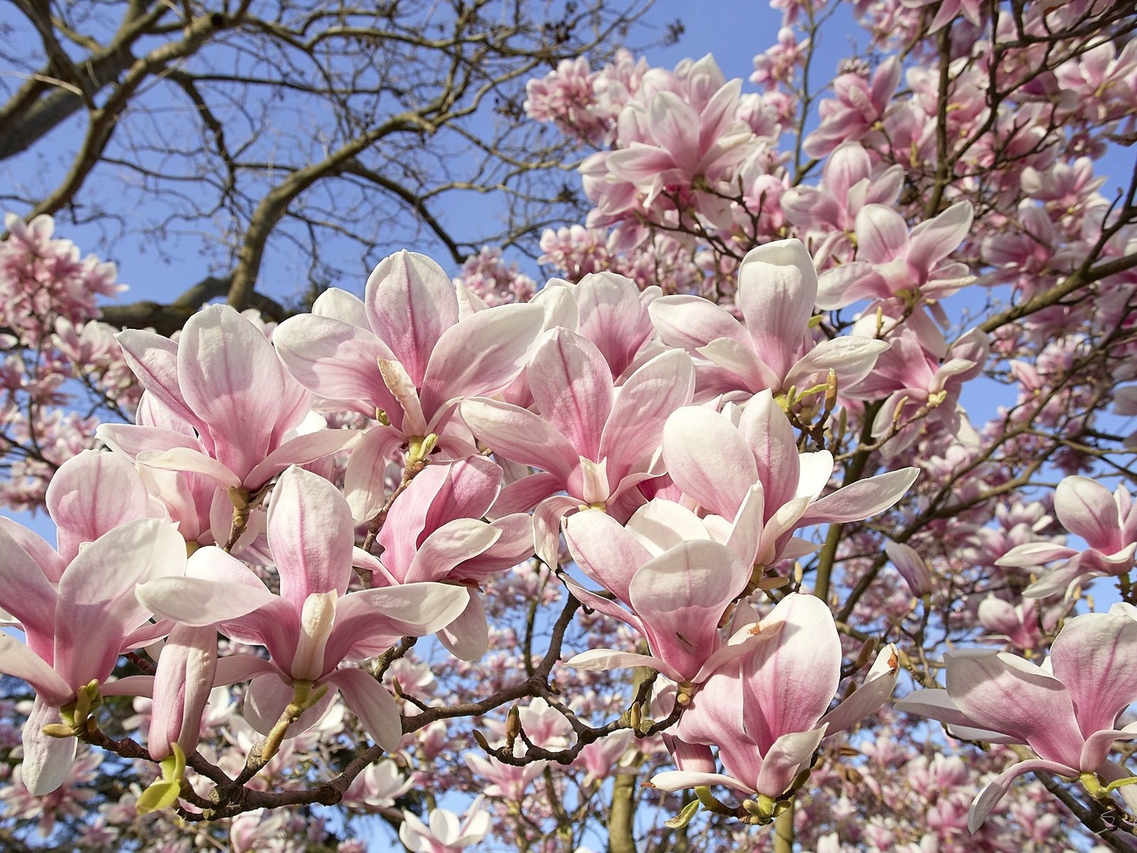 Обои небо, дерево, цветение, весна, магнолия, the sky, tree, flowering, spring, magnolia разрешение 1920x1211 Загрузить