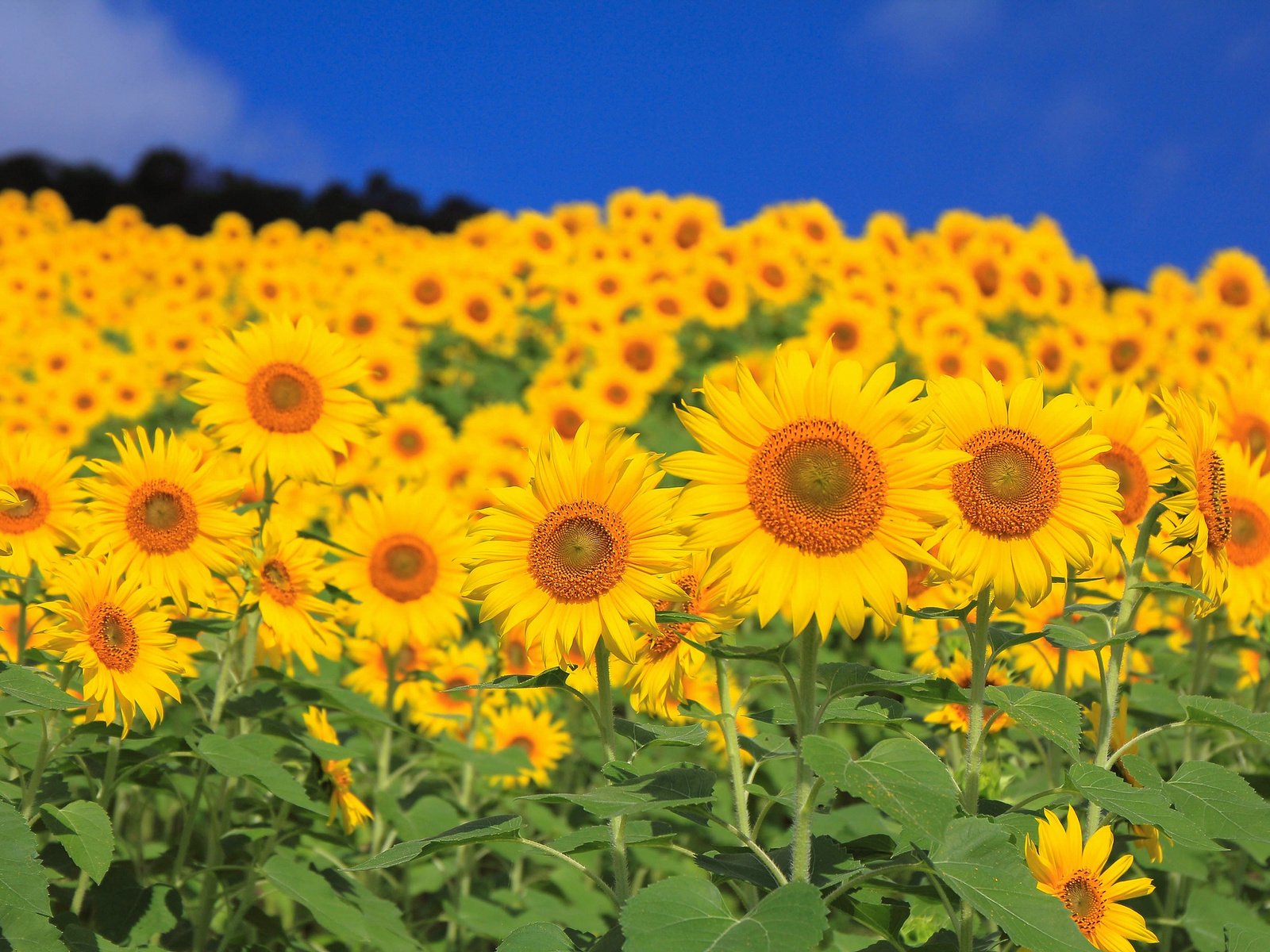 Обои небо, цветы, листья, поле, лепестки, подсолнух, подсолнухи, the sky, flowers, leaves, field, petals, sunflower, sunflowers разрешение 2048x1365 Загрузить