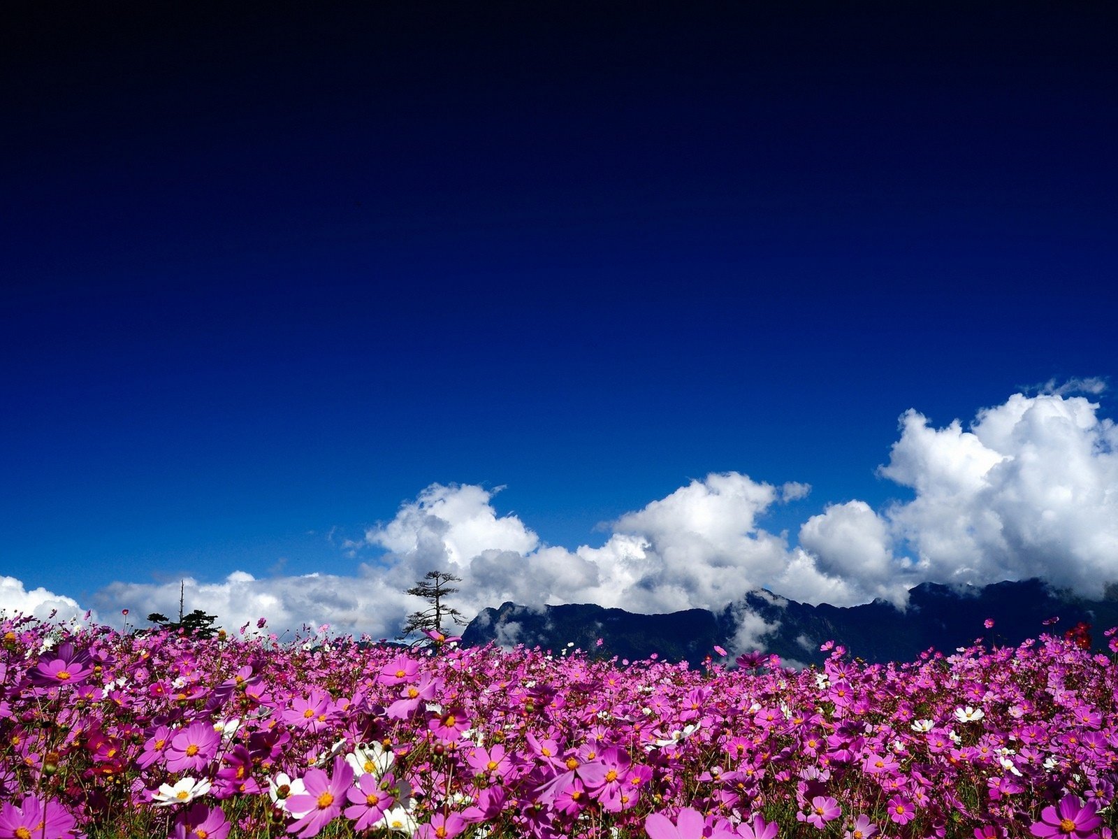 Обои небо, цветы, облака, природа, пейзаж, поле, космея, the sky, flowers, clouds, nature, landscape, field, kosmeya разрешение 2560x1600 Загрузить