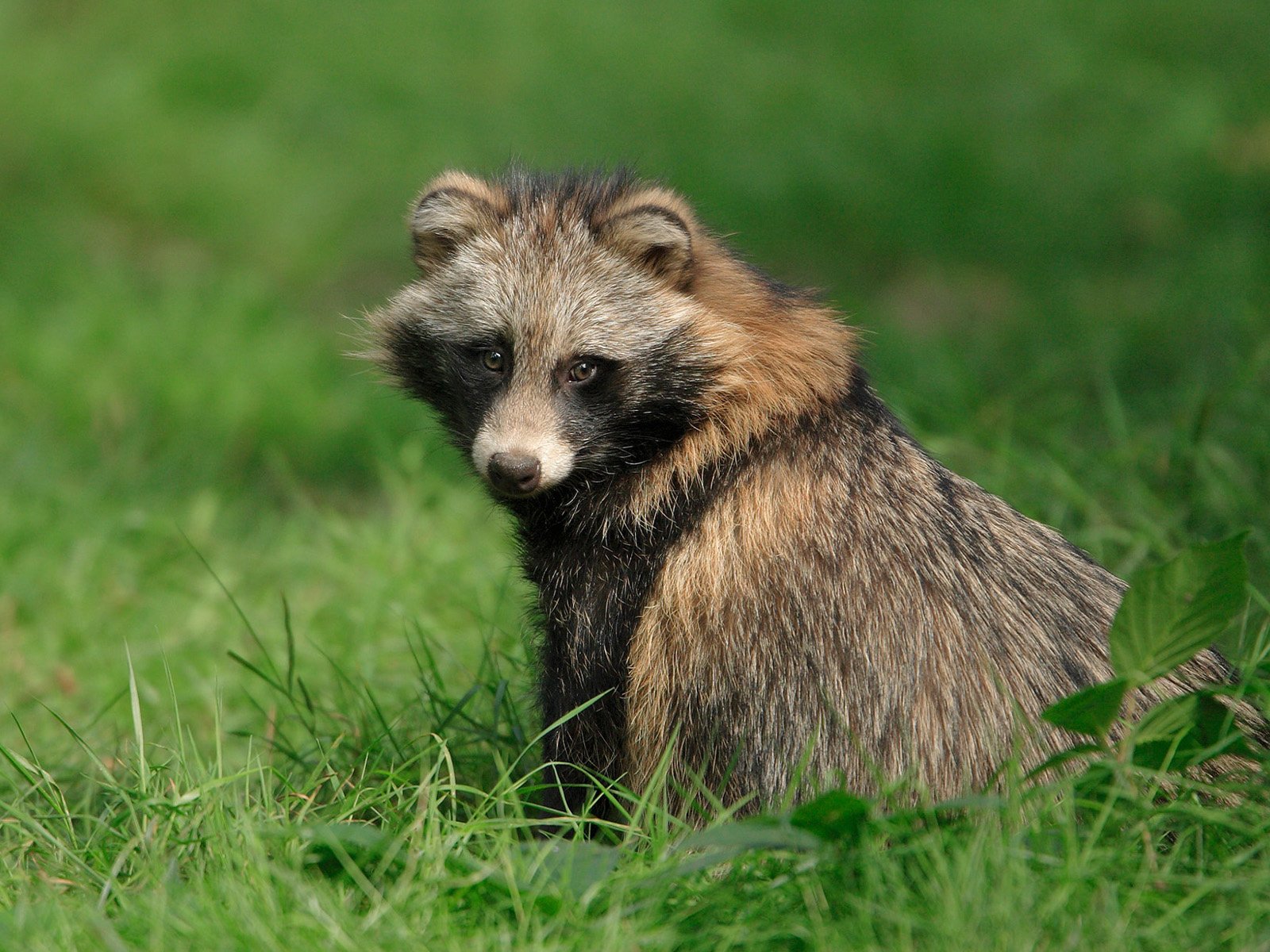Обои глаза, трава, мордочка, взгляд, енот, енот-полоскун, eyes, grass, muzzle, look, raccoon разрешение 1920x1200 Загрузить