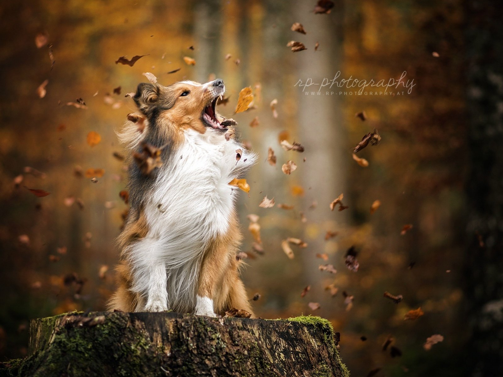 Обои листья, осень, собака, листопад, шелти, шетландская овчарка, leaves, autumn, dog, falling leaves, sheltie, shetland sheepdog разрешение 1920x1200 Загрузить