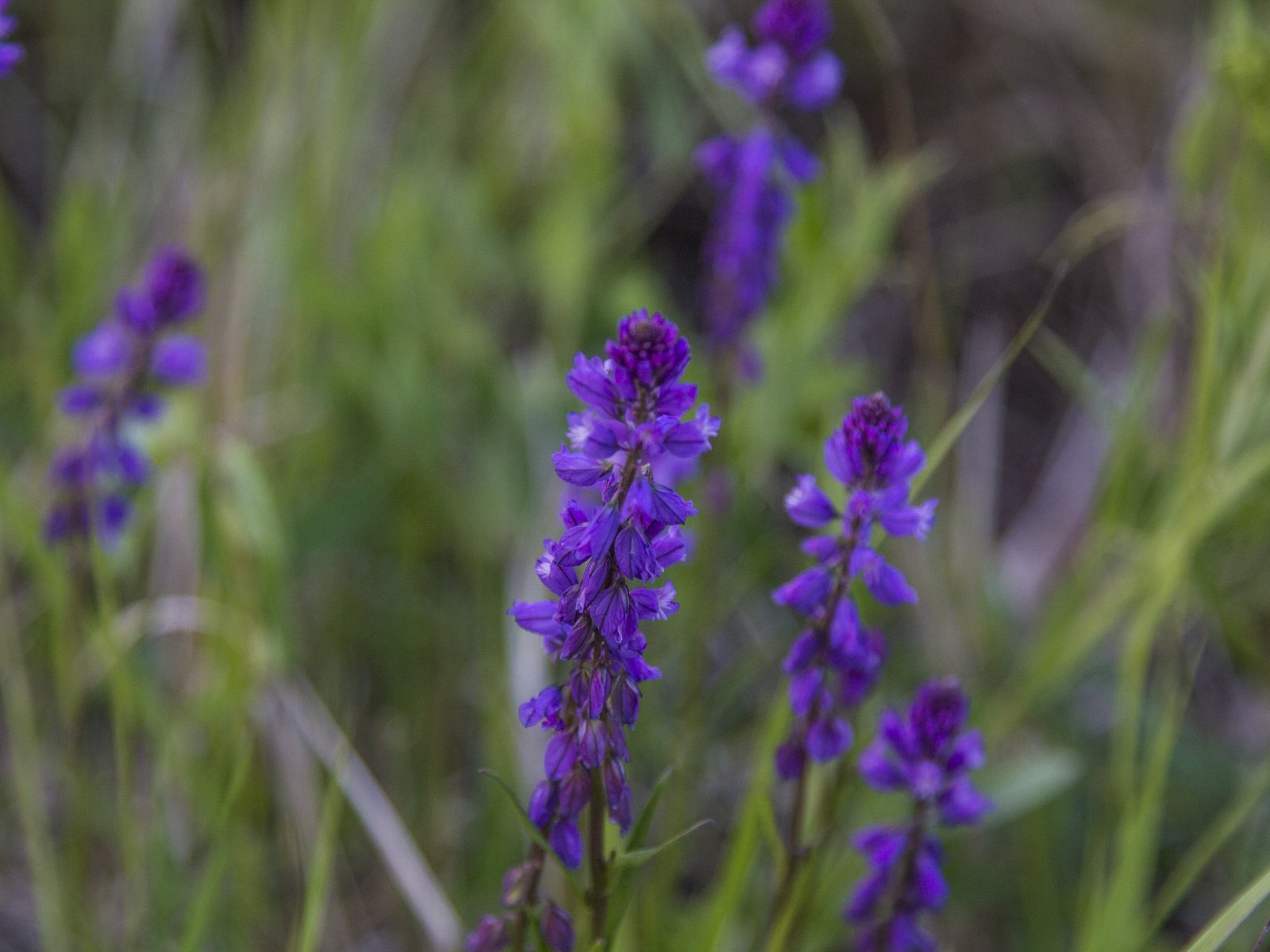 Обои цветы, природа, фон, полевые цветы, flowers, nature, background, wildflowers разрешение 5184x3456 Загрузить