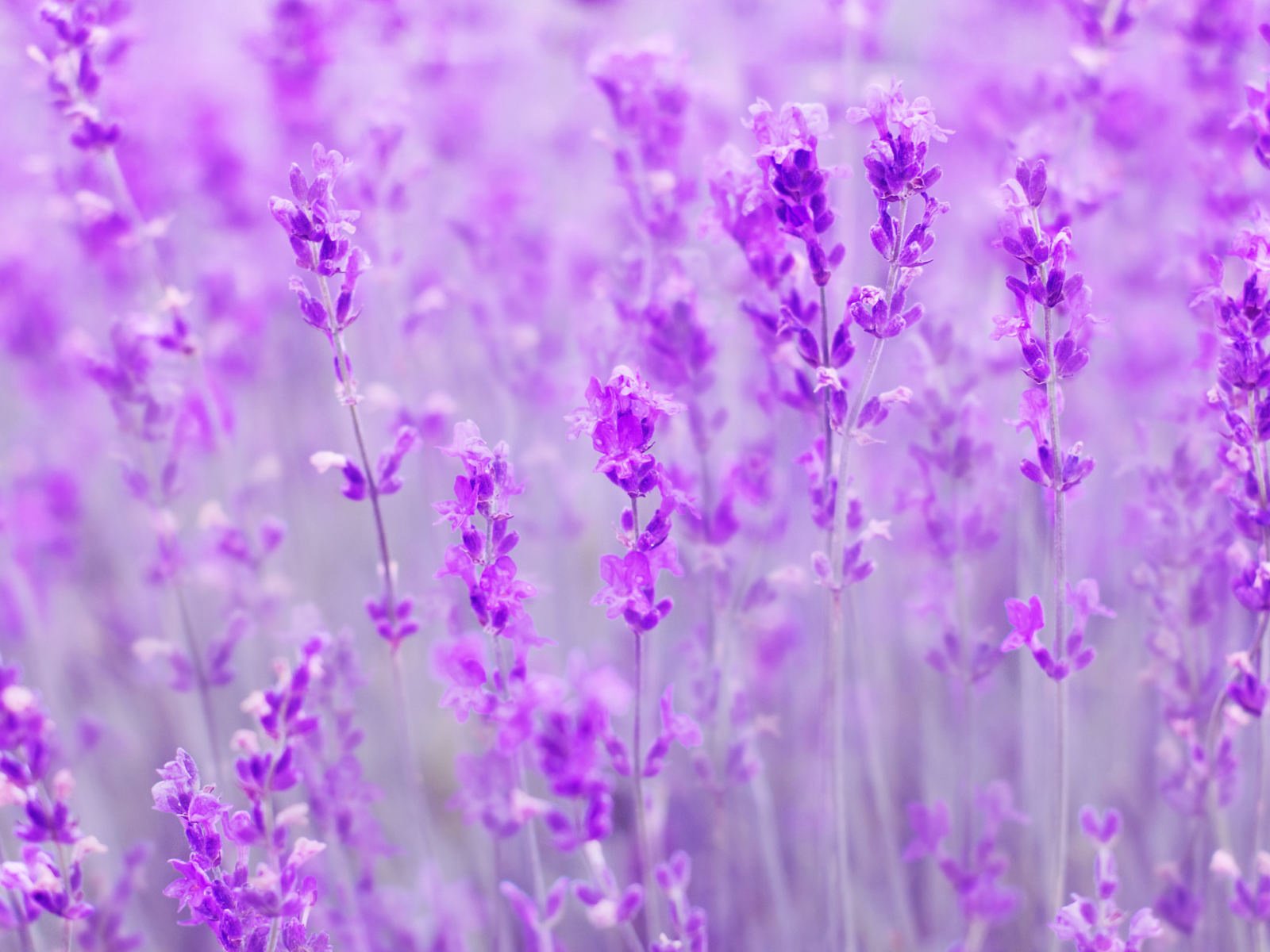 Обои цветы, поле, лаванда, размытость, flowers, field, lavender, blur разрешение 1920x1200 Загрузить