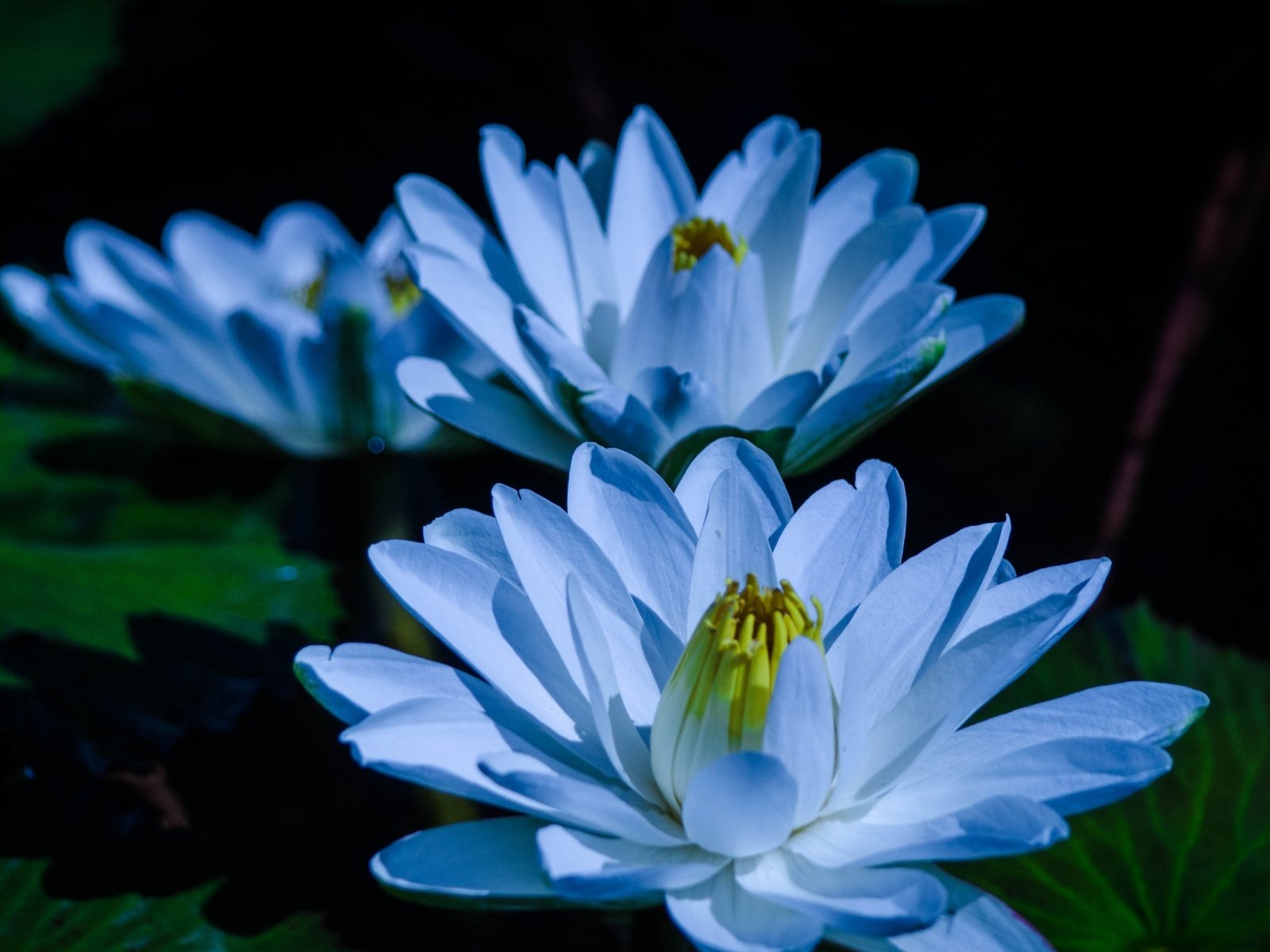 Обои цветы, листья, пруд, голубые, кувшинка, кувшинки, водяная лилия, flowers, leaves, pond, blue, lily, water lilies, water lily разрешение 3840x2160 Загрузить