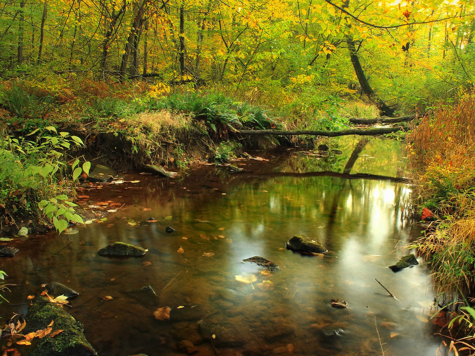 Обои трава, деревья, река, природа, камни, лес, отражение, осень, grass, trees, river, nature, stones, forest, reflection, autumn разрешение 1920x1200 Загрузить