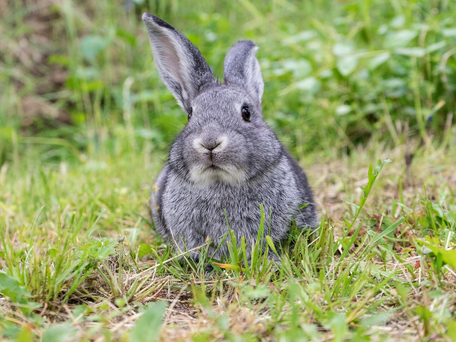 Обои трава, мордочка, взгляд, луг, ушки, кролик, заяц, grass, muzzle, look, meadow, ears, rabbit, hare разрешение 1920x1920 Загрузить
