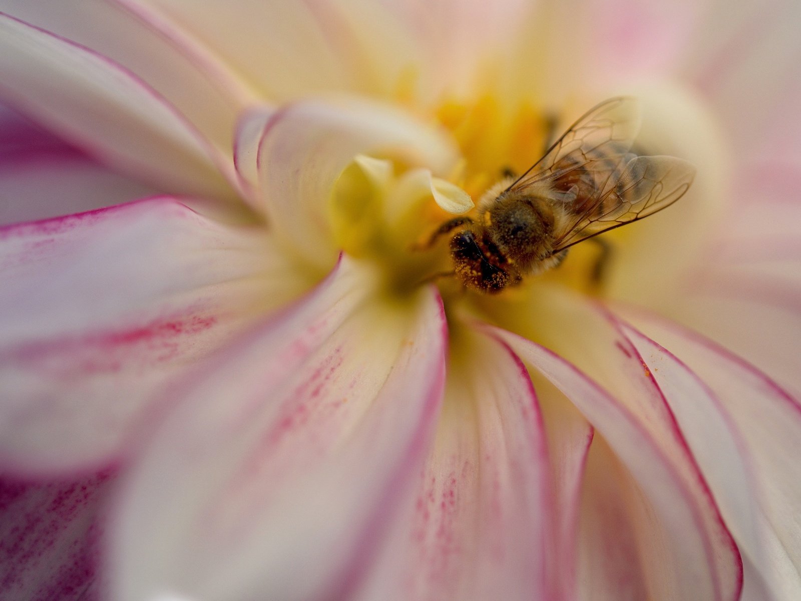 Обои насекомое, цветок, лепестки, пчела, георгин, insect, flower, petals, bee, dahlia разрешение 2048x1365 Загрузить