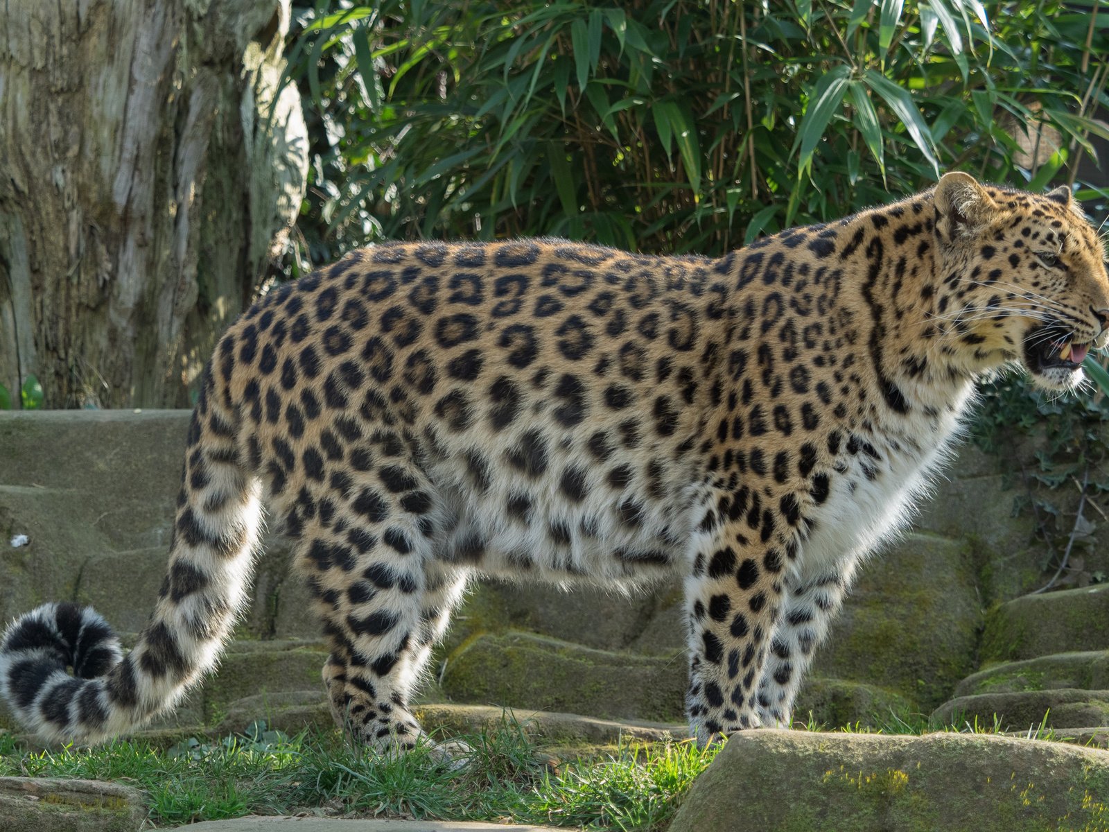 Крупные виды животных. Леопард Грация. Редкие животные картинки. Корейский леопард. Дикие кошки в зоопарке.