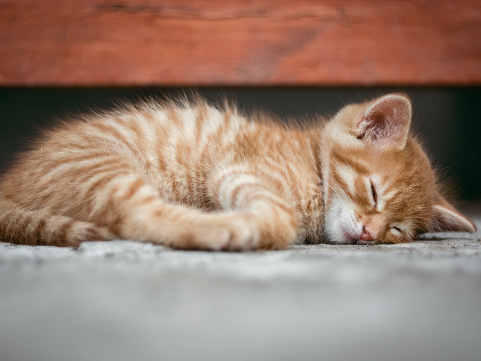 Обои мордочка, кошка, сон, котенок, рыжий, muzzle, cat, sleep, kitty, red разрешение 3840x2400 Загрузить