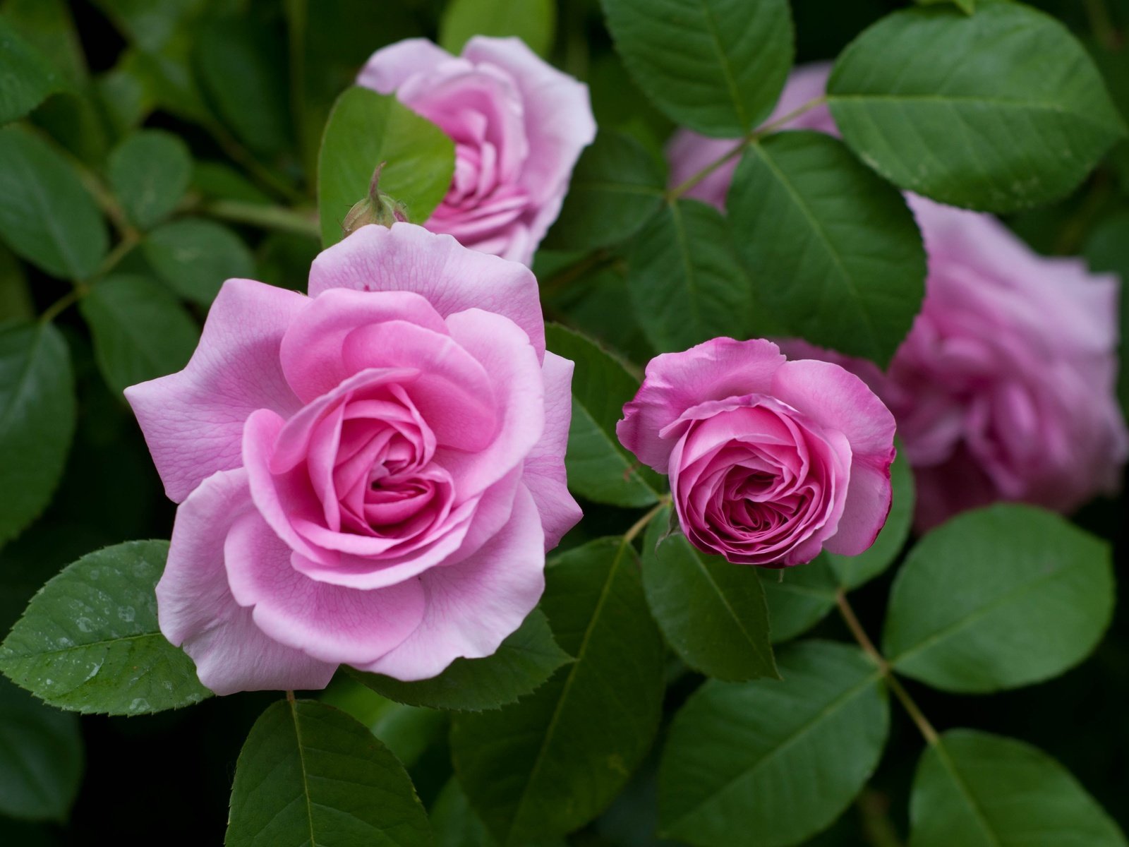Обои цветы, бутоны, розы, розовые, куст, flowers, buds, roses, pink, bush разрешение 4288x2848 Загрузить