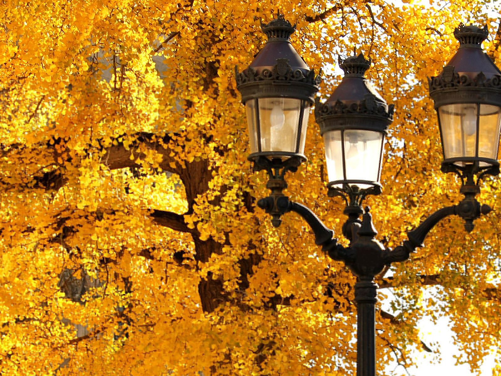 Обои дерево, листья, макро, осень, фонарь, tree, leaves, macro, autumn, lantern разрешение 1920x1200 Загрузить