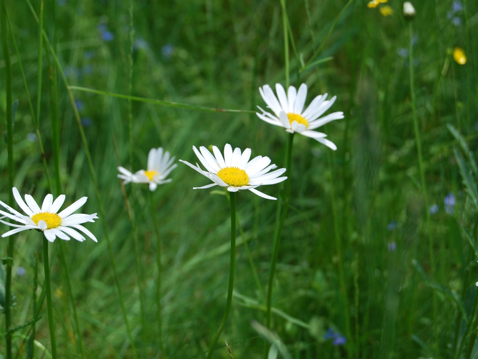 Обои цветы, трава, природа, ромашки, полевые цветы, flowers, grass, nature, chamomile, wildflowers разрешение 3872x2592 Загрузить