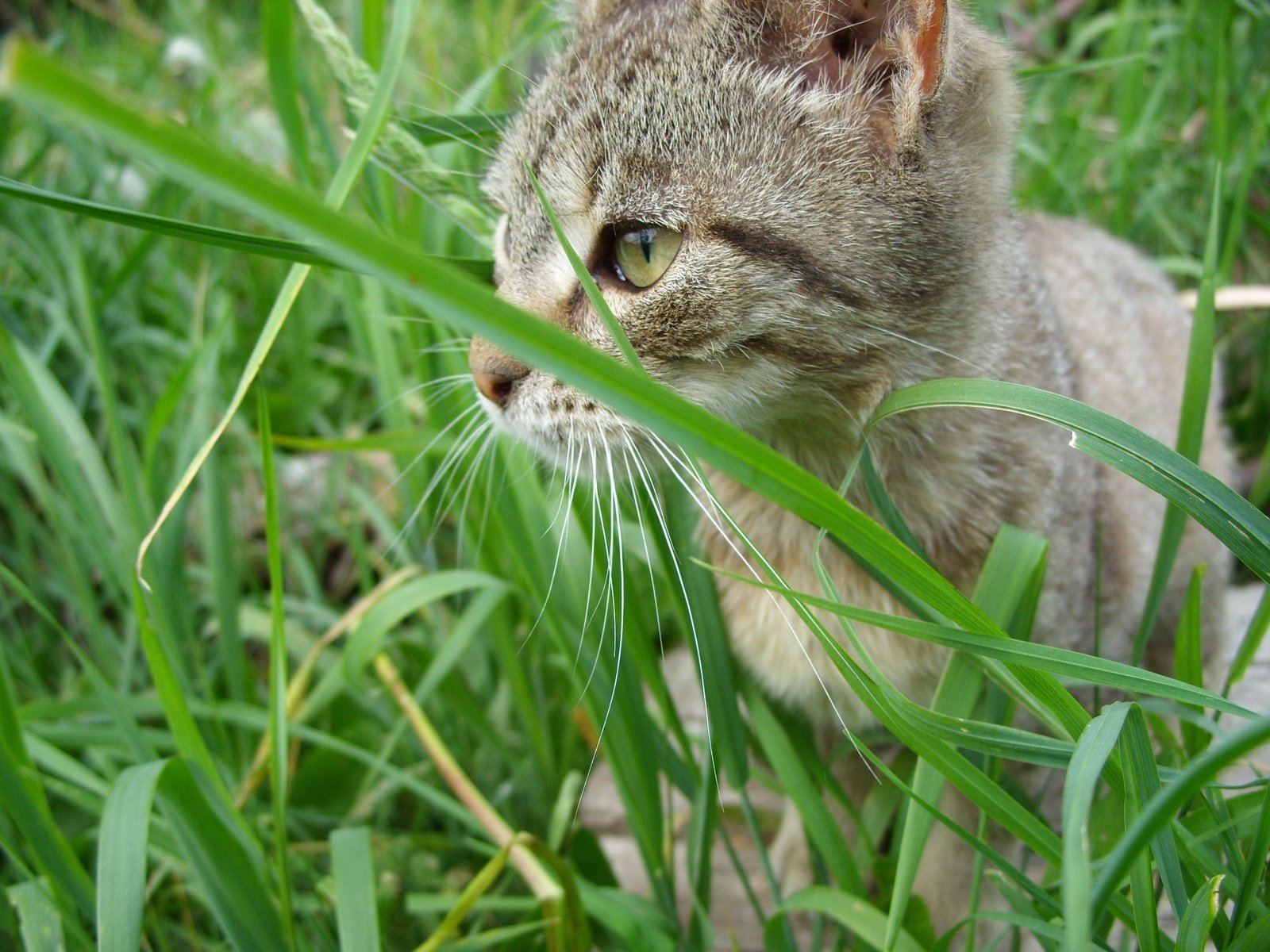 Обои глаза, трава, кот, мордочка, усы, кошка, котенок, eyes, grass, cat, muzzle, mustache, kitty разрешение 3207x2424 Загрузить