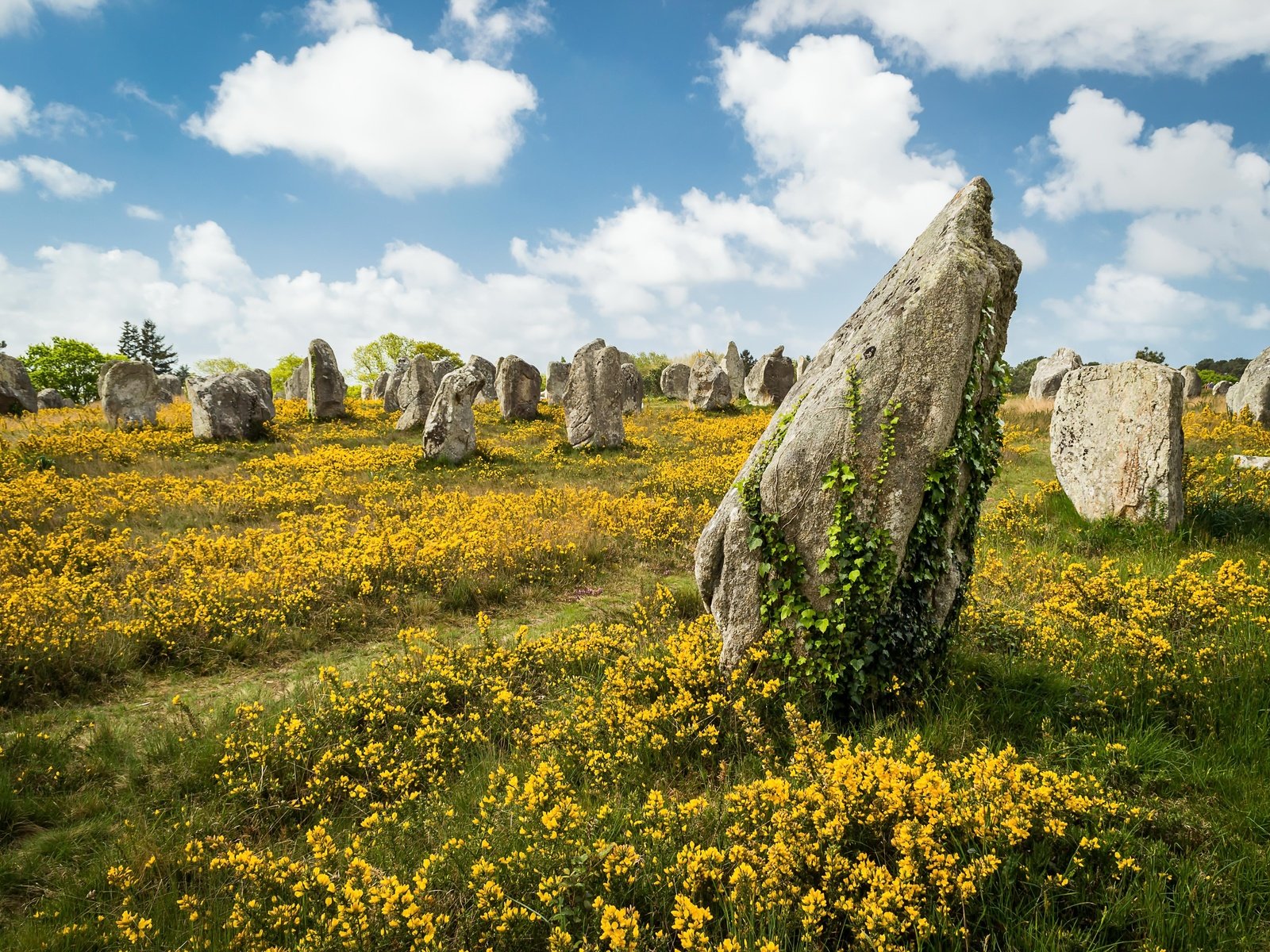 Обои небо, цветы, облака, камни, лето, the sky, flowers, clouds, stones, summer разрешение 5000x3571 Загрузить