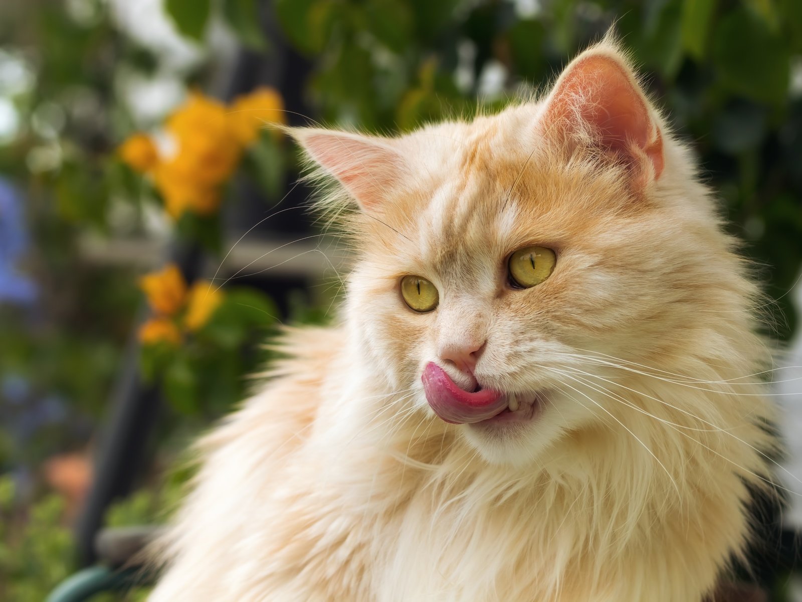 Обои кот, мордочка, усы, кошка, взгляд, рыжий, язык, cat, muzzle, mustache, look, red, language разрешение 6000x4286 Загрузить