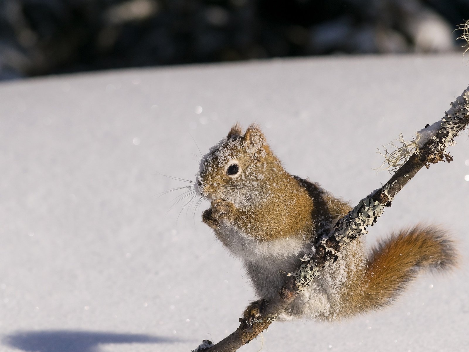 Обои снег, природа, зима, белка, белочка, грызун, snow, nature, winter, protein, squirrel, rodent разрешение 2048x1296 Загрузить