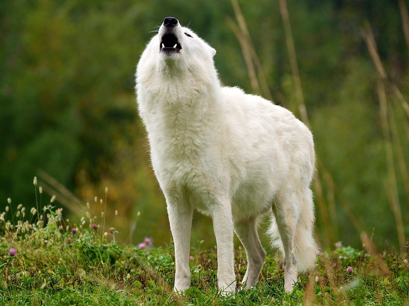 Обои трава, природа, белый, клыки, пасть, волк, вой, арктический волк, grass, nature, white, fangs, mouth, wolf, howl, arctic wolf разрешение 2803x1577 Загрузить