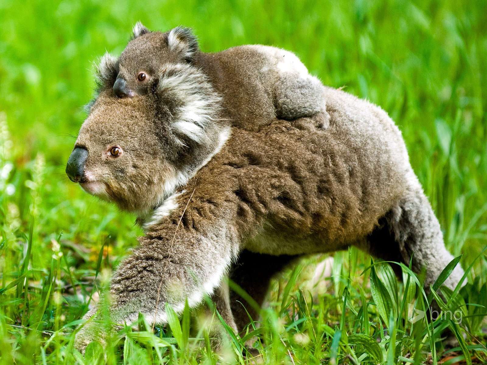 Обои трава, природа, детеныш, медвежонок, коала, коалы, grass, nature, cub, bear, koala, koalas разрешение 1920x1200 Загрузить