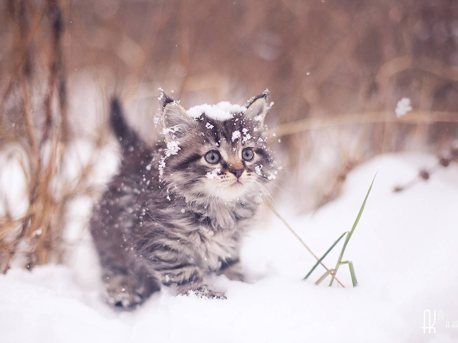 Маленькие животные зима. Зимний кот. Котенок в снегу. Кошки зимой. Снежное утро.