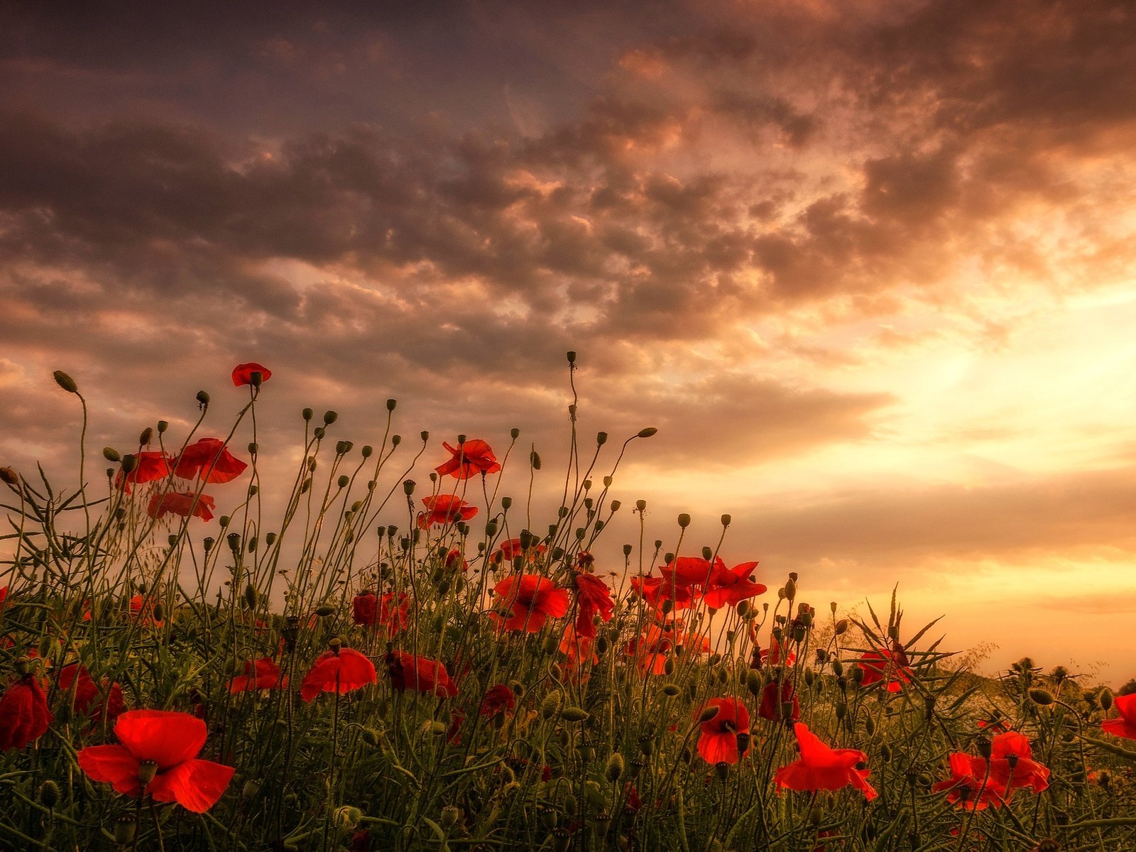 Обои цветы, облака, поле, красные, маки, луг, flowers, clouds, field, red, maki, meadow разрешение 2048x1263 Загрузить