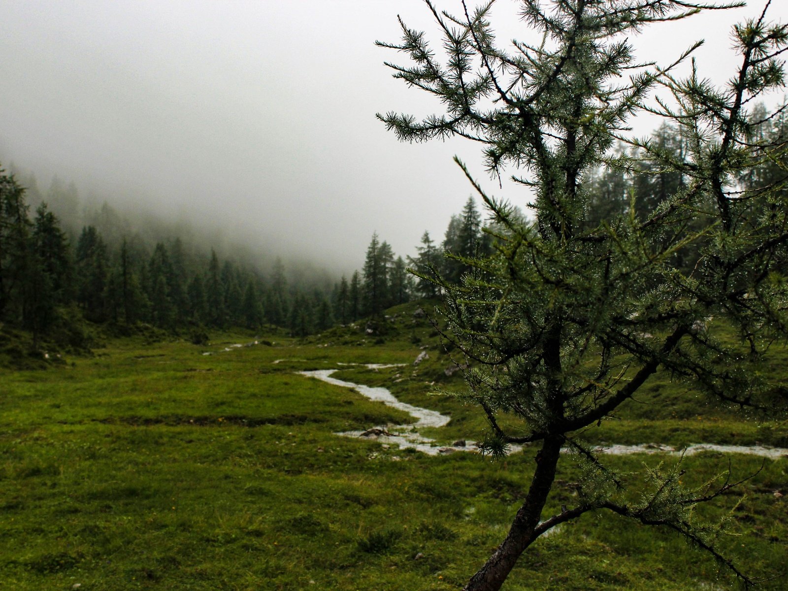 Обои деревья, река, природа, дерево, лес, пейзаж, туман, гора, trees, river, nature, tree, forest, landscape, fog, mountain разрешение 5184x3456 Загрузить