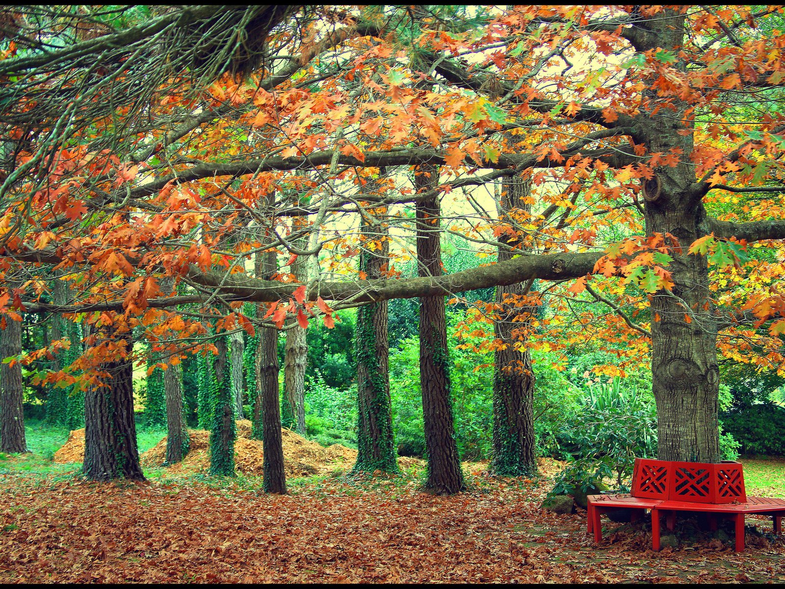 Обои деревья, листья, парк, осень, скамейка, trees, leaves, park, autumn, bench разрешение 2048x1374 Загрузить