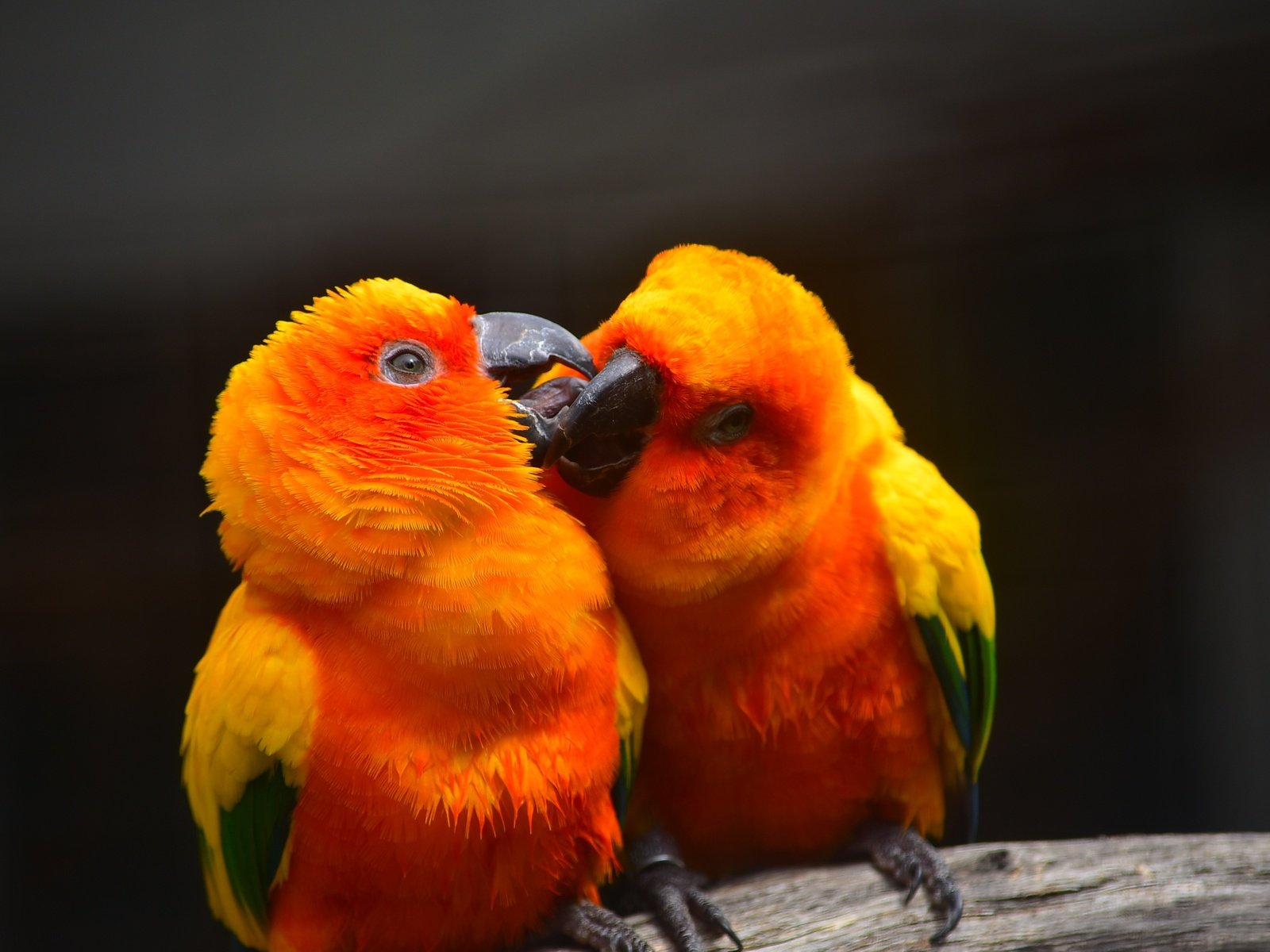 Обои фон, птицы, клюв, пара, перья, поцелуй, попугай, попугаи, background, birds, beak, pair, feathers, kiss, parrot, parrots разрешение 2992x2000 Загрузить