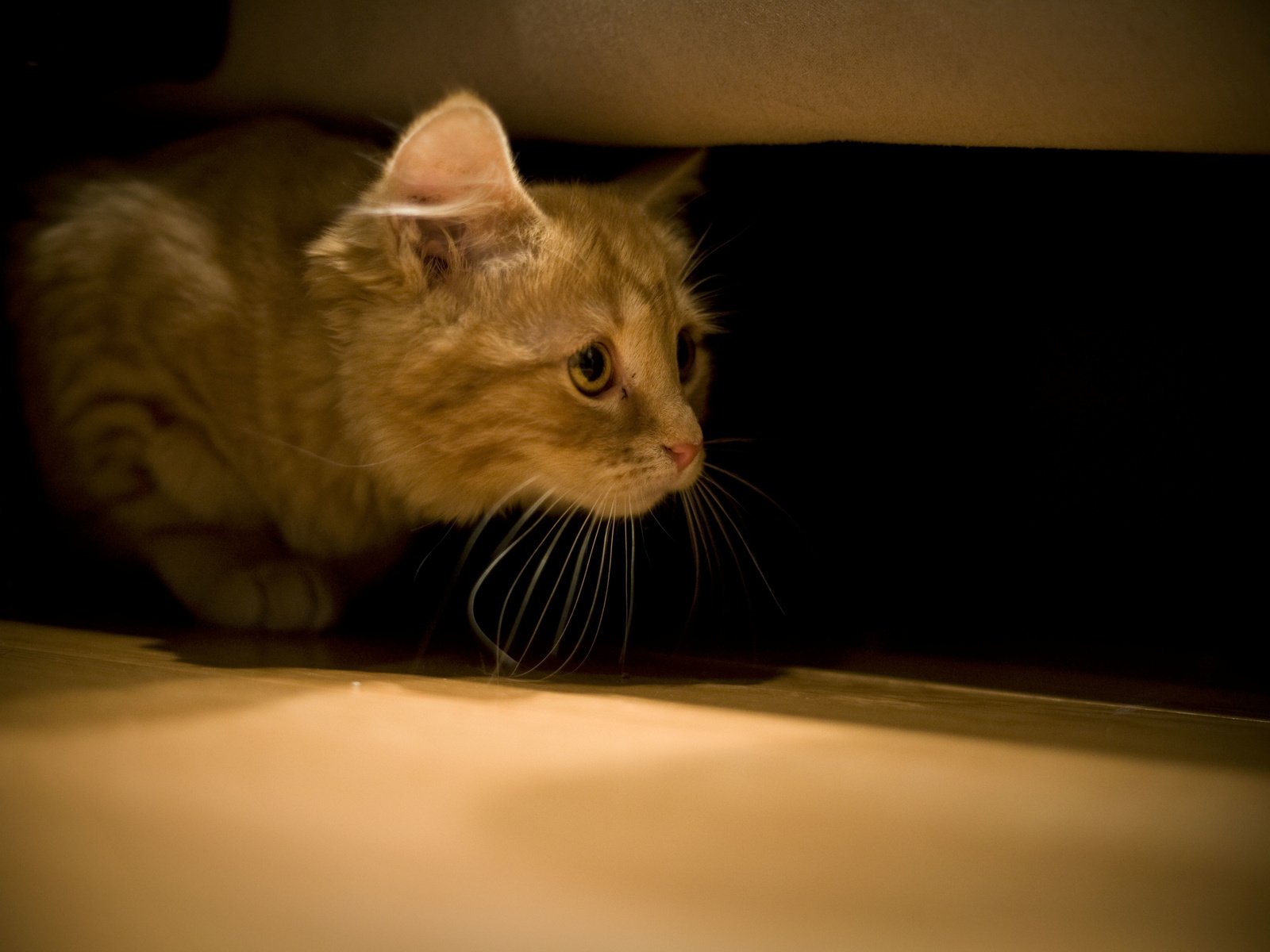 Кот под диваном