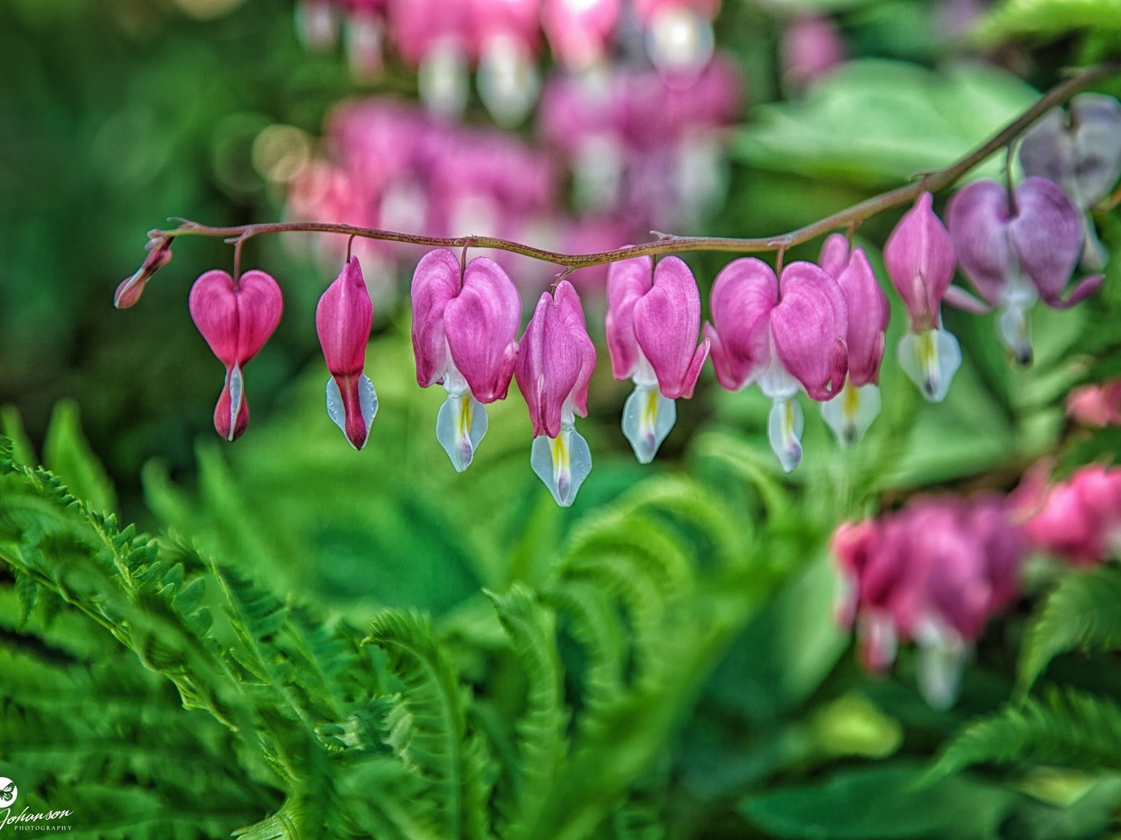 Обои цветы, растения, макро, дицентра, разбитое сердце, flowers, plants, macro, the bleeding heart, broken heart разрешение 2880x1920 Загрузить