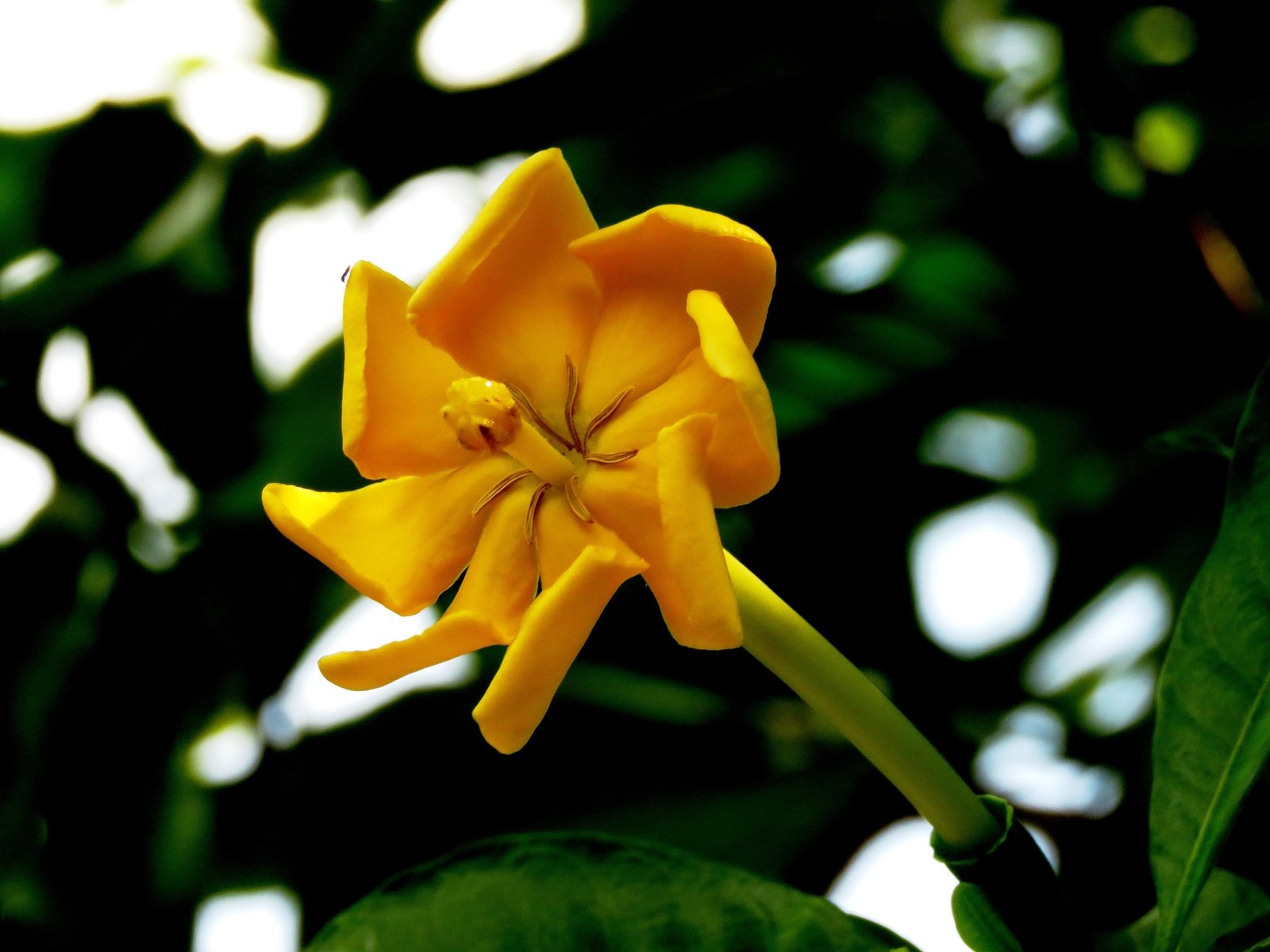 Обои цветок, лепестки, размытость, магнолия, желтый цветок, магнолия чампака, flower, petals, blur, magnolia, yellow flower, magnolia of ciampac разрешение 4608x3456 Загрузить