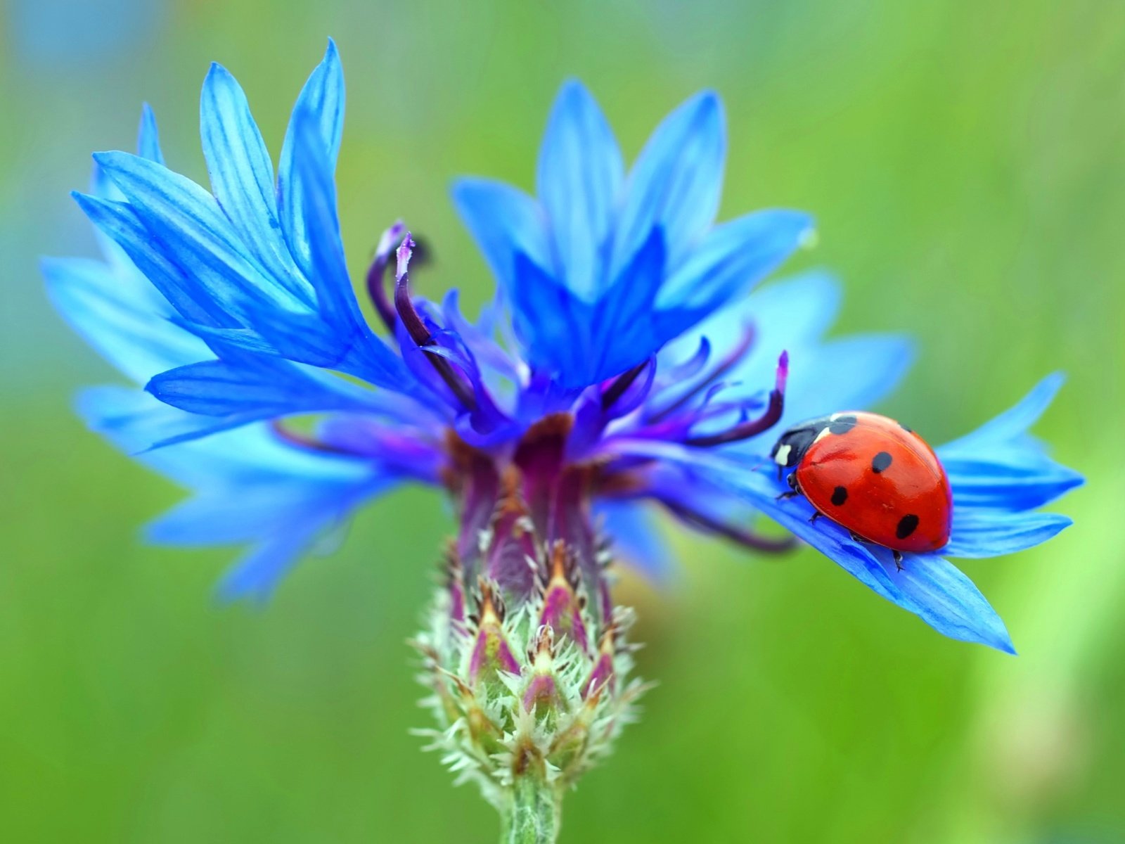 Обои жук, насекомое, цветок, божья коровка, василек, beetle, insect, flower, ladybug, cornflower разрешение 3000x2000 Загрузить