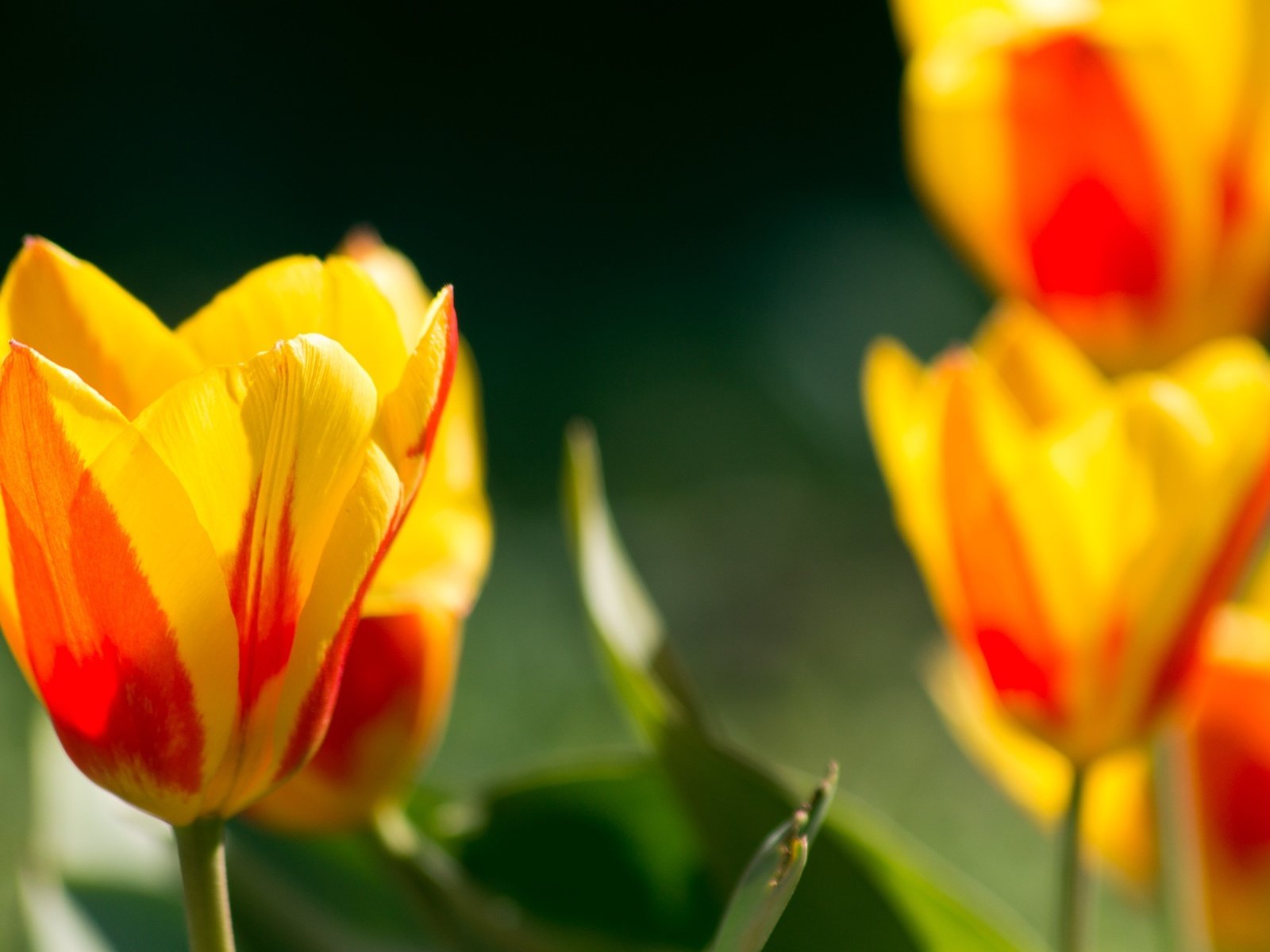 Обои цветы, бутоны, лепестки, весна, тюльпаны, flowers, buds, petals, spring, tulips разрешение 2136x1424 Загрузить