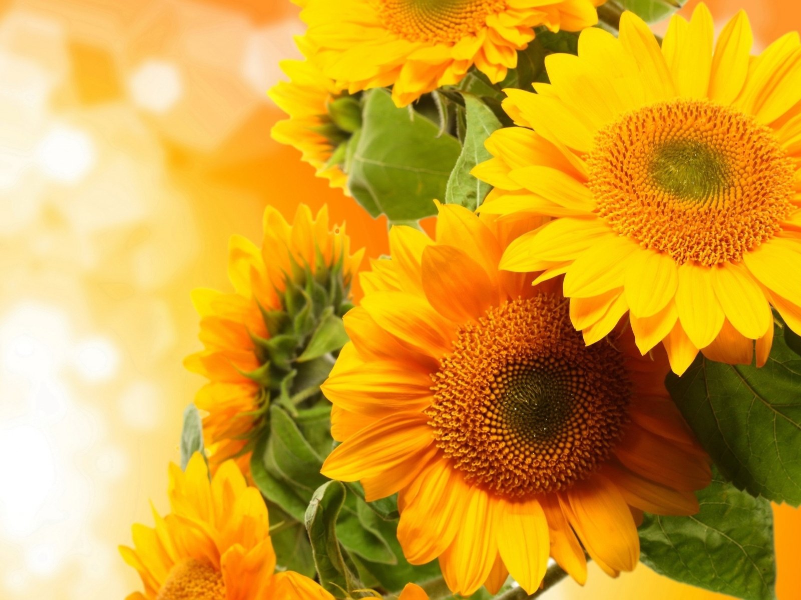 Обои цветы, цветение, подсолнухи, крупный план, желтые, боке, flowers, flowering, sunflowers, close-up, yellow, bokeh разрешение 2880x1800 Загрузить