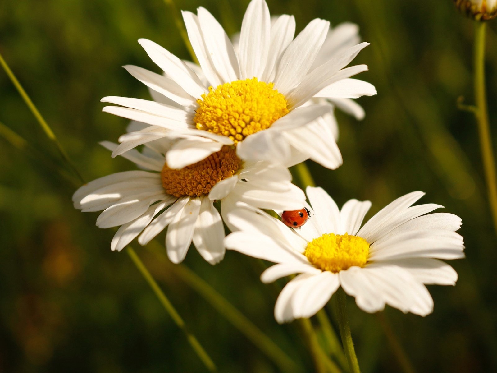 Обои цветы, божья коровка, ромашки, белые, боке, flowers, ladybug, chamomile, white, bokeh разрешение 2172x1448 Загрузить