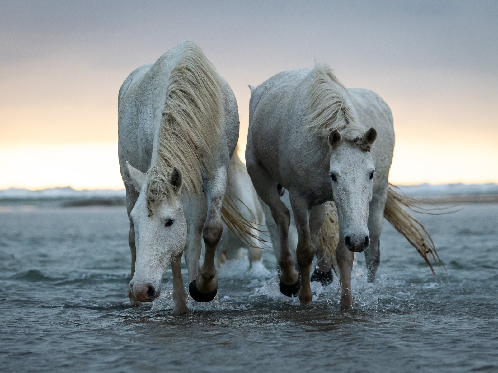 Обои природа, море, пара, белые, лошади, кони, nature, sea, pair, white, horse, horses разрешение 6144x3771 Загрузить
