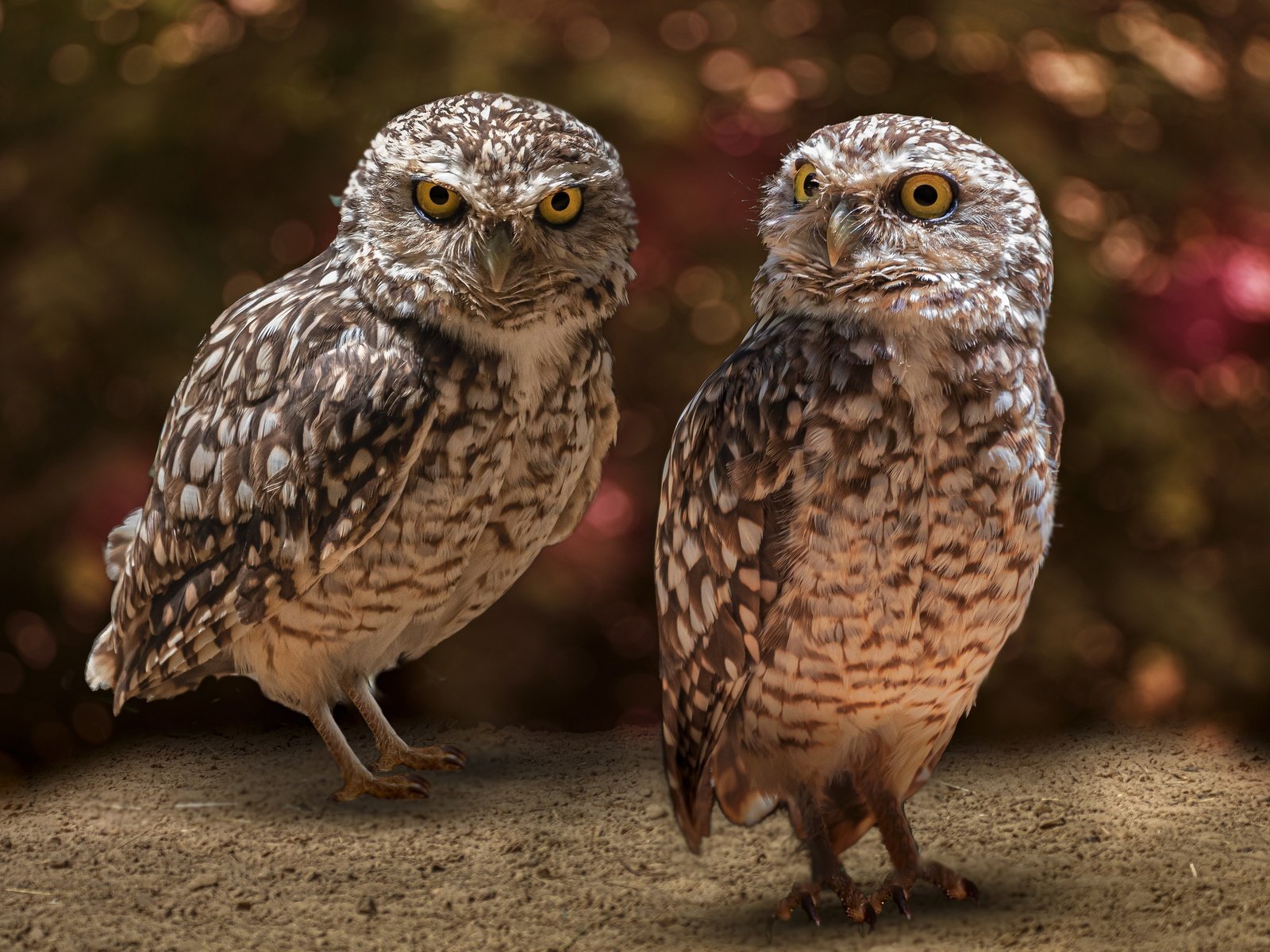 Обои сова, взгляд, птицы, боке, совы, сыч, сычи, owl, look, birds, bokeh, owls разрешение 3840x2560 Загрузить