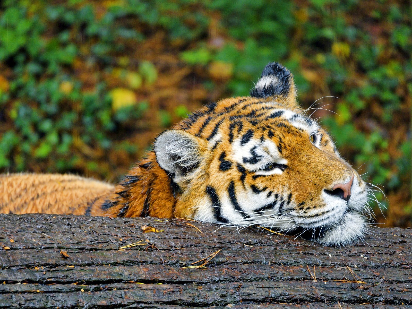 Обои тигр, лежит, дождь, бревно, tiger, lies, rain, log разрешение 3840x2160 Загрузить