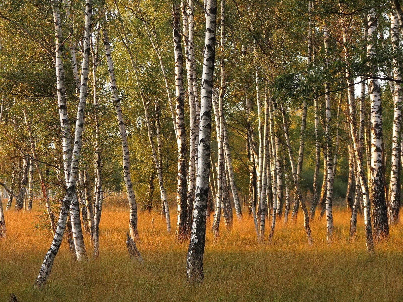 Обои березы, осень, роща, birch, autumn, grove разрешение 3840x2160 Загрузить