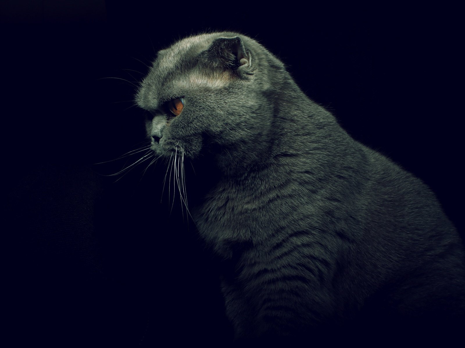 Обои кот, кошка, профиль, черный фон, британская короткошерстная, cat, profile, black background, british shorthair разрешение 6000x4000 Загрузить