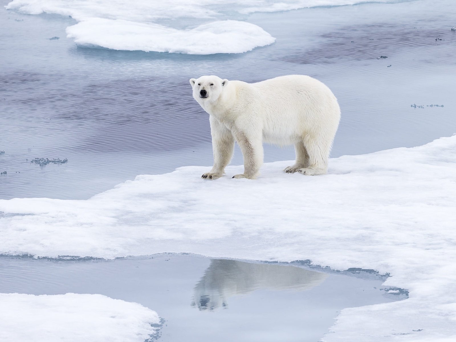Обои морда, медведь, снег, лёд, природа, водоем, берег, льдины, белый медведь, зима, отражение, поза, взгляд, face, bear, snow, ice, nature, pond, shore, polar bear, winter, reflection, pose, look разрешение 1920x1280 Загрузить