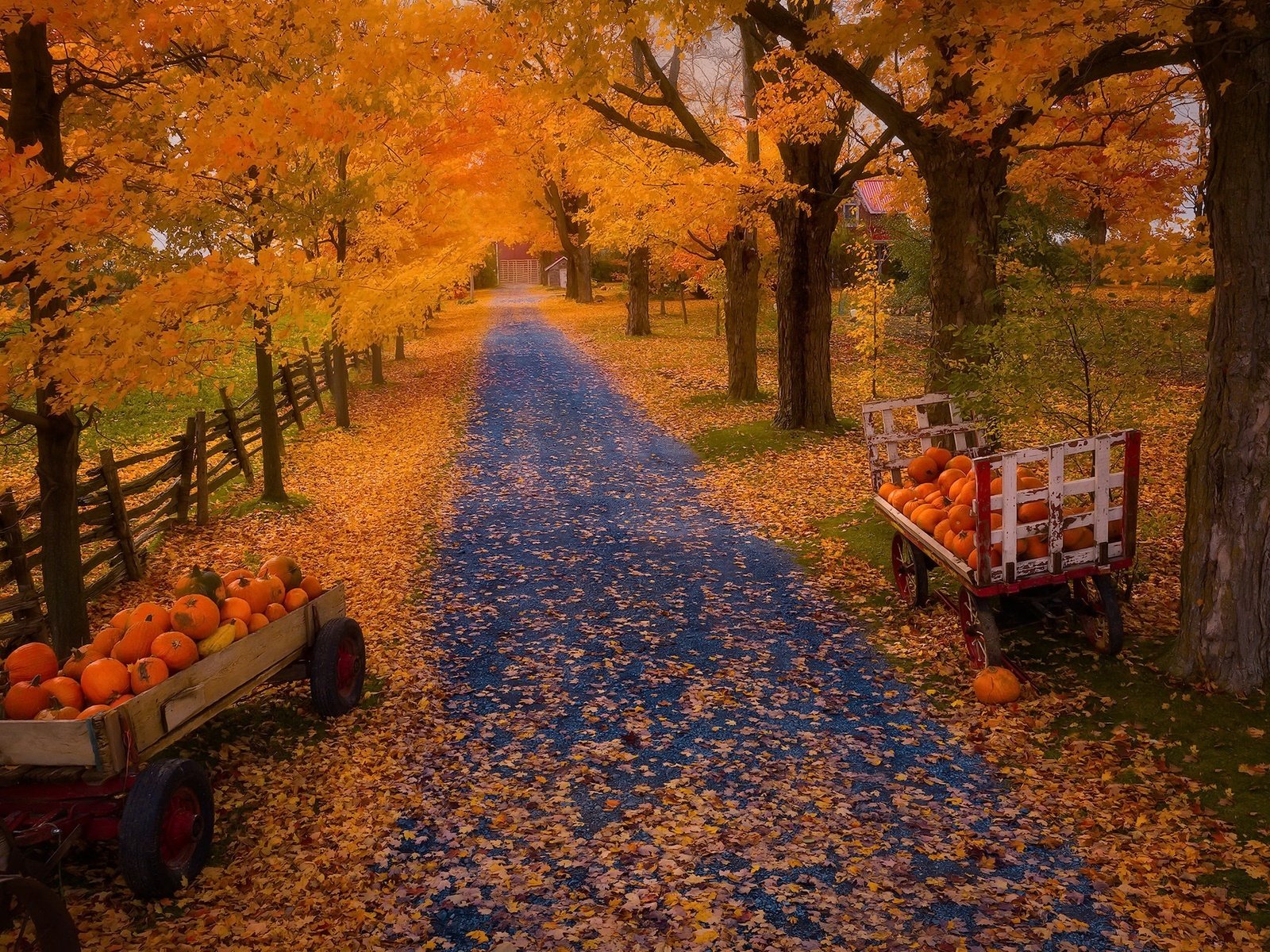 Обои природа, осень, тыквы, nature, autumn, pumpkin разрешение 2048x1300 Загрузить